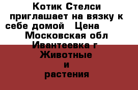 Котик Стелси приглашает на вязку к себе домой › Цена ­ 5 000 - Московская обл., Ивантеевка г. Животные и растения » Услуги   . Московская обл.,Ивантеевка г.